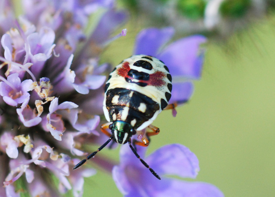 forma immatura di elasmostetus interstinctus???